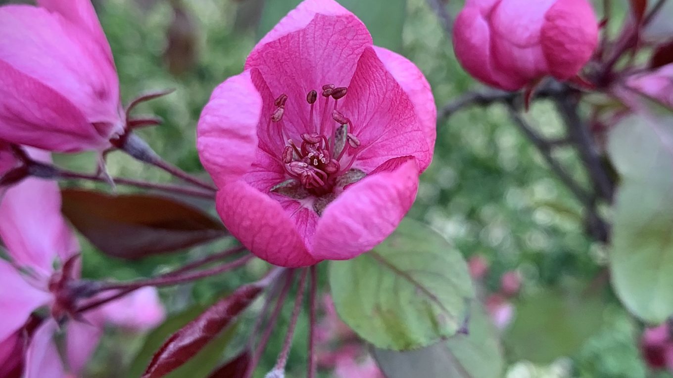Kirschblüte in sattem Pink